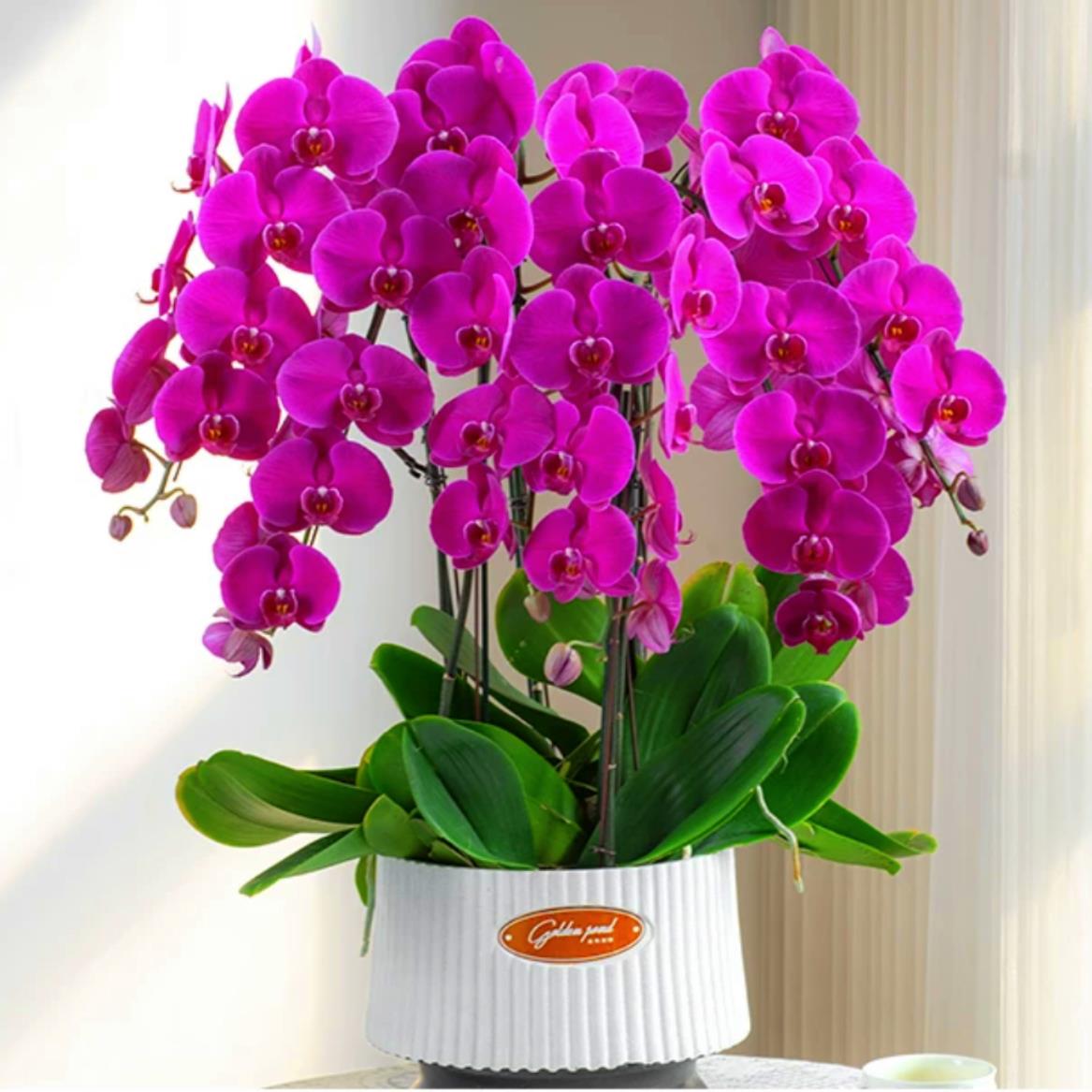 蝴蝶兰盆栽花卉植物室内花水培办公室绿植桌面四季好养大苗带花剑