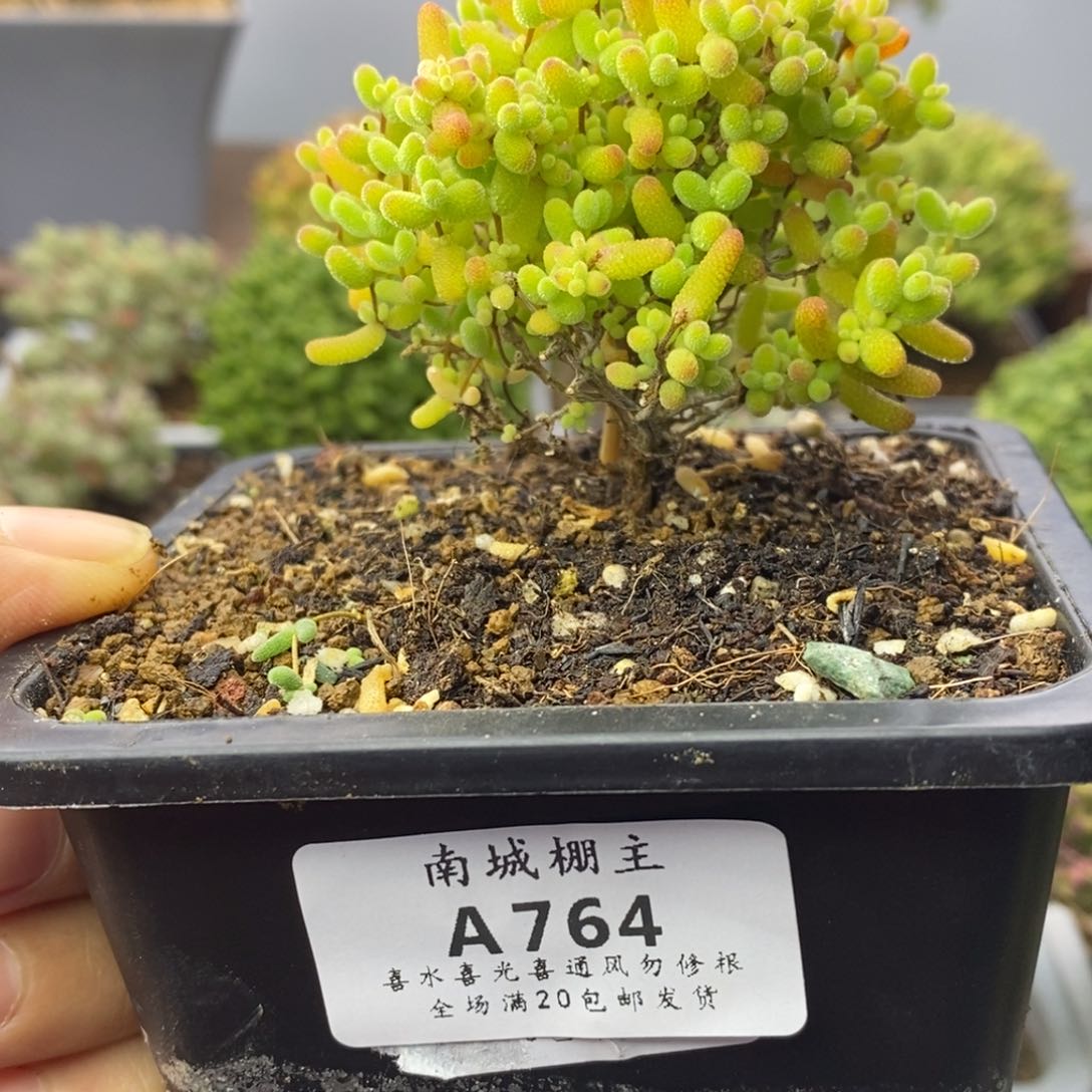 764蜜橘糖球枝干番杏