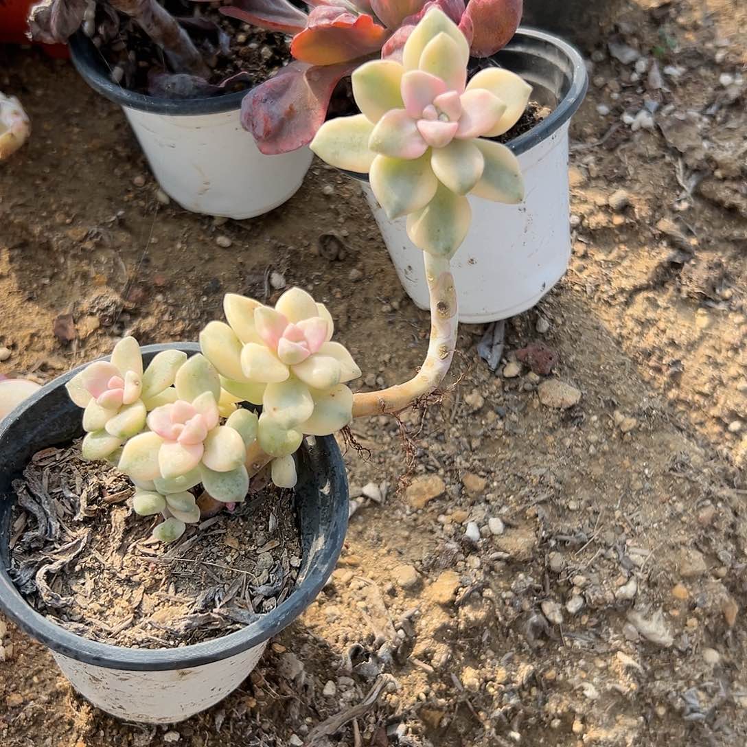 多肉植物没杏锦群