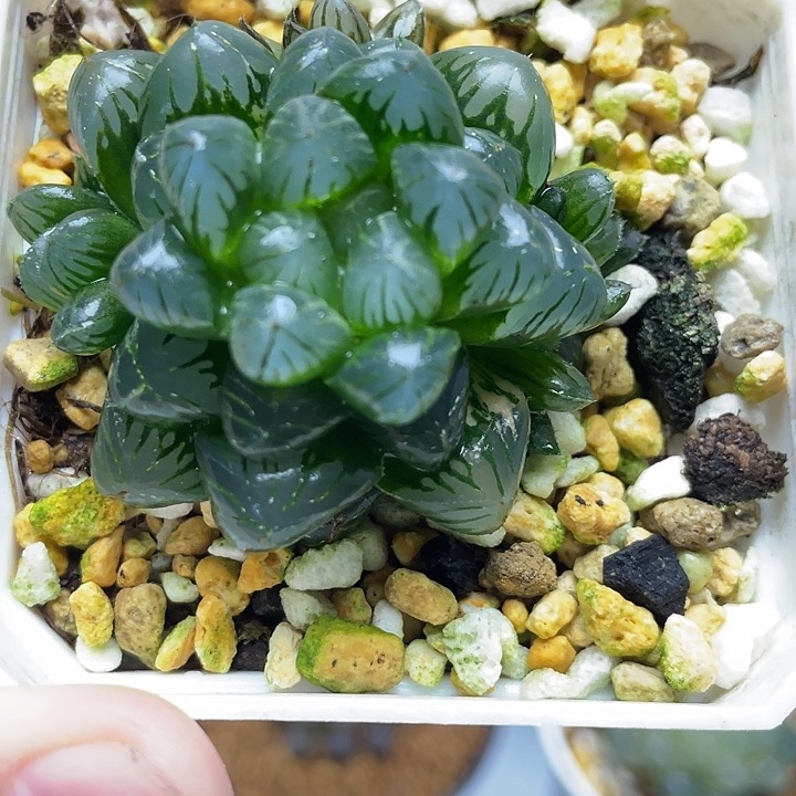 6  姬玉露十二卷多肉