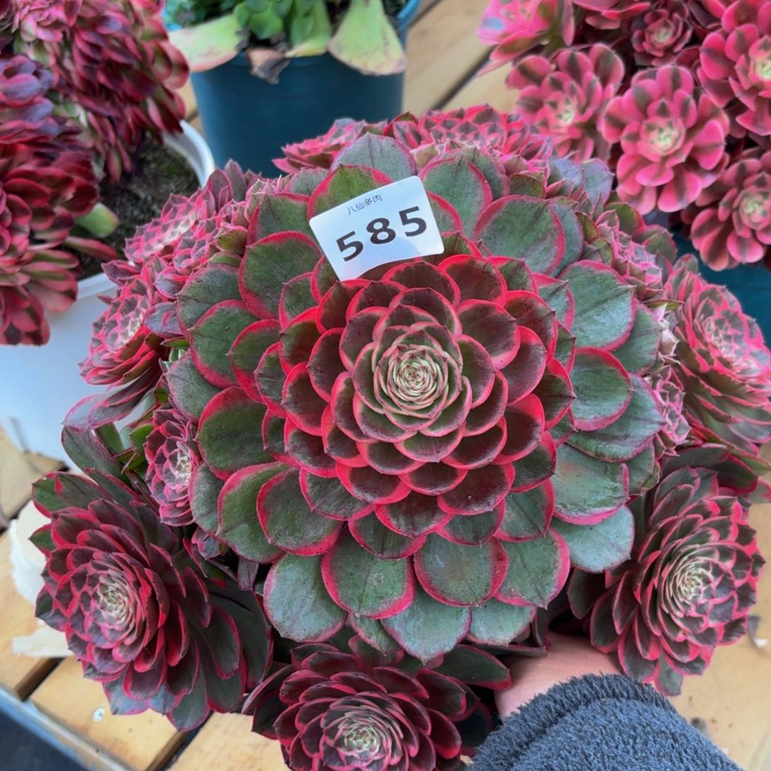 585多肉植物夜宴