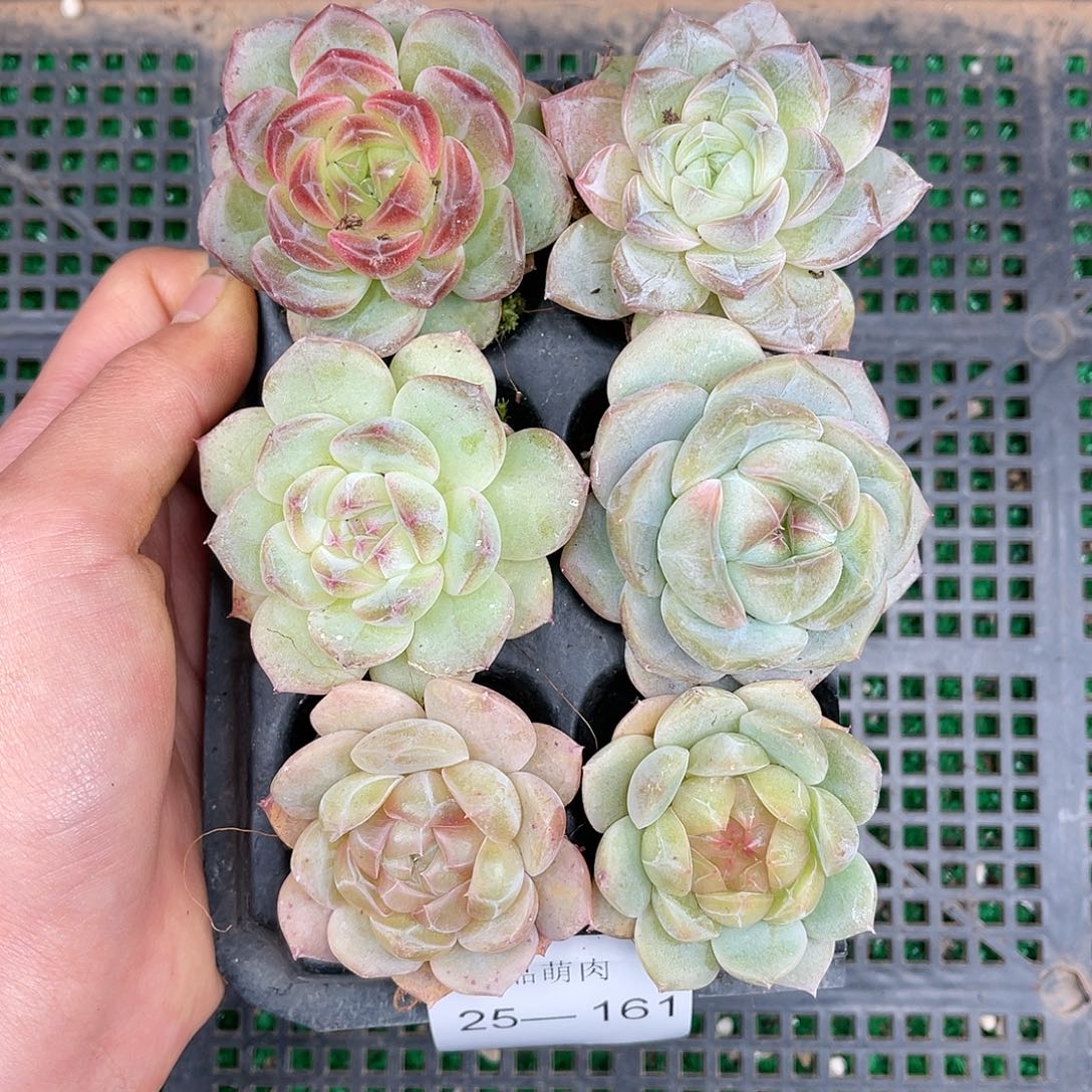 多肉一物一拍25-161