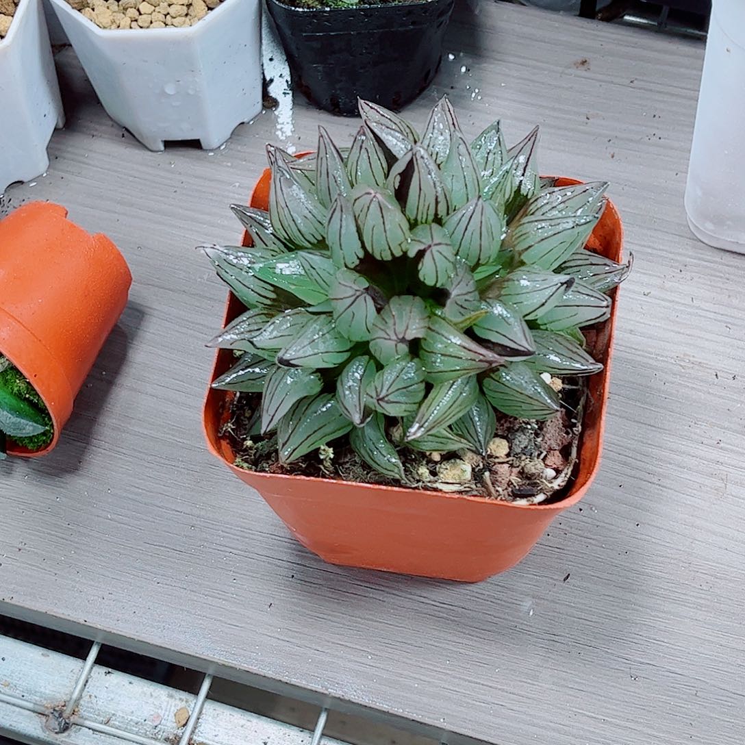 西瓜寿玉露一勿一拍