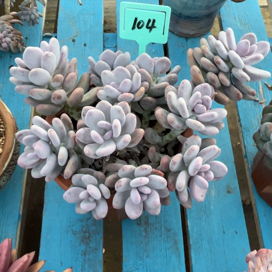 小雨多肉大叶奶群