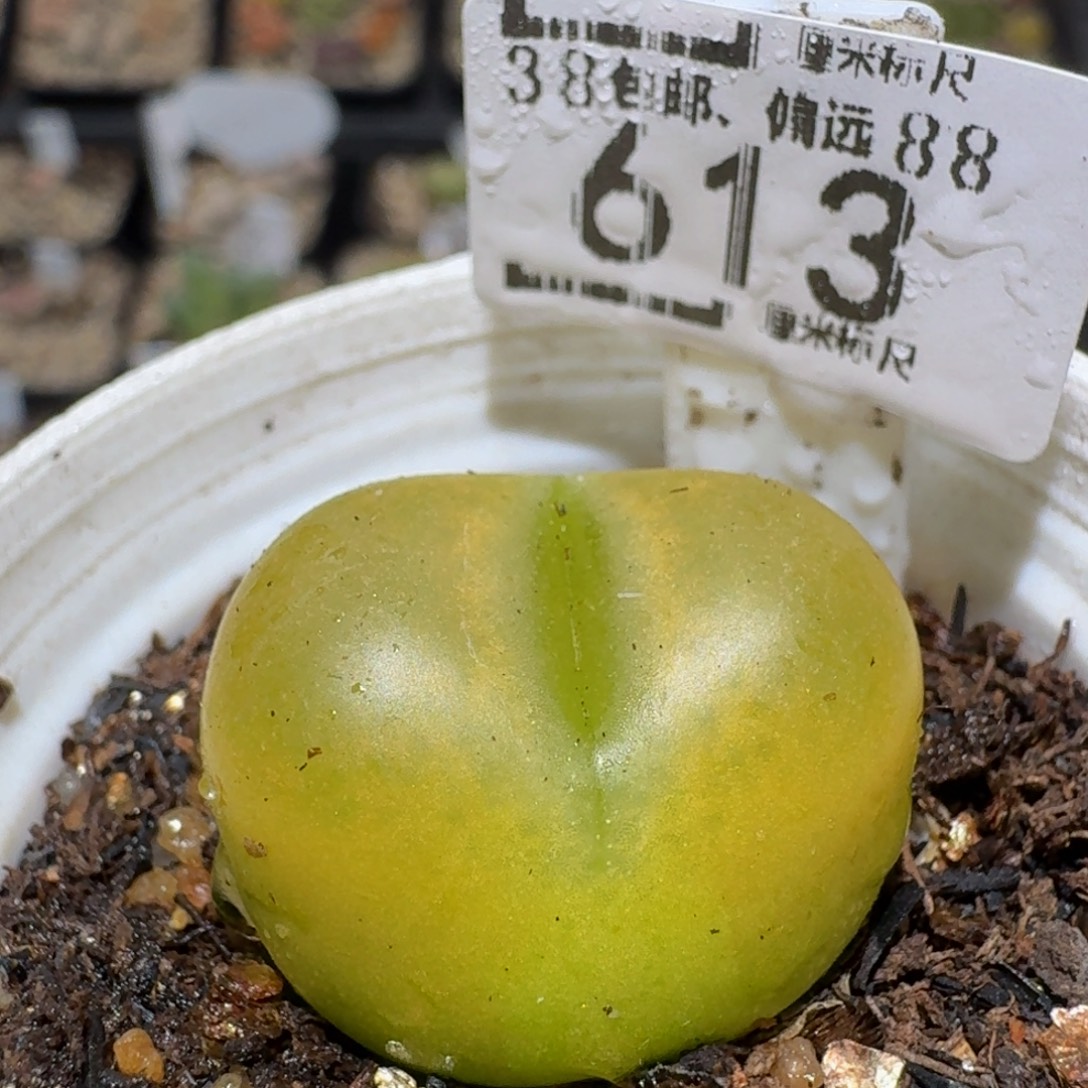 zzzz精品生石花肉锥613蟠桃