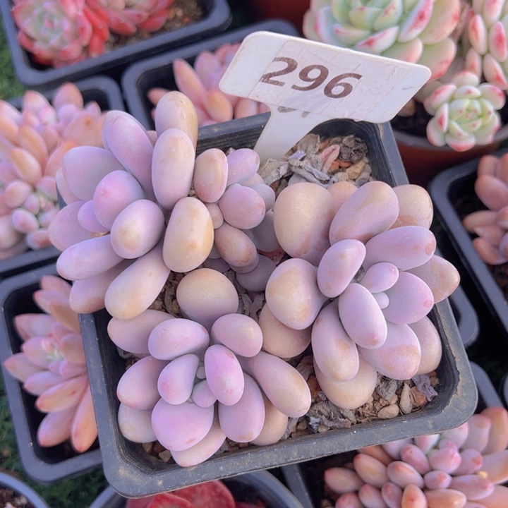 健健康康平平安安