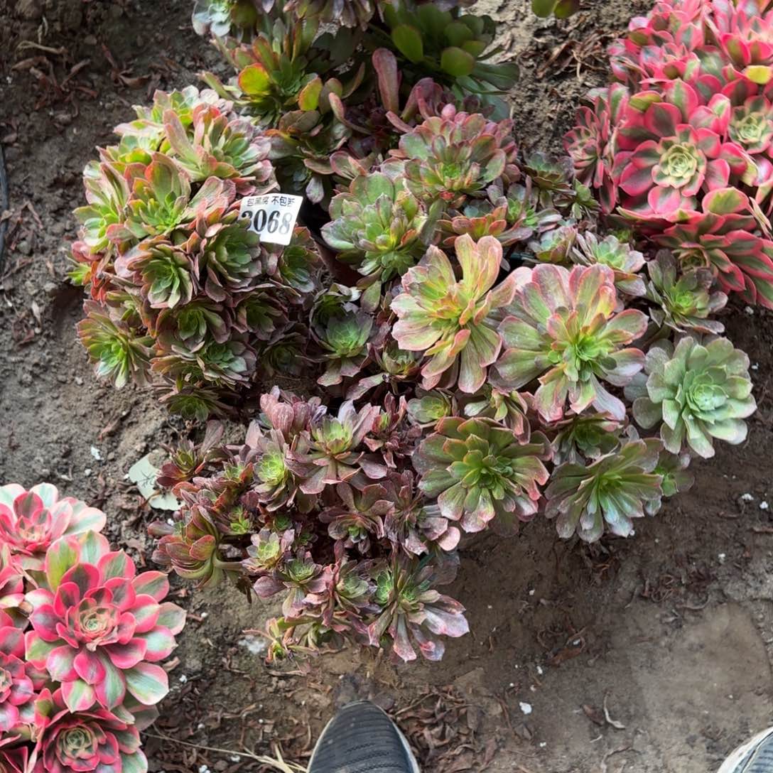 法师斑斓4颗无售后2068 17-25