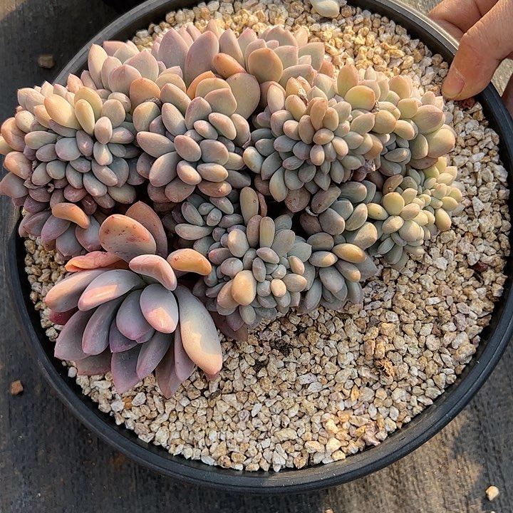 【闪购商品】奥普缀