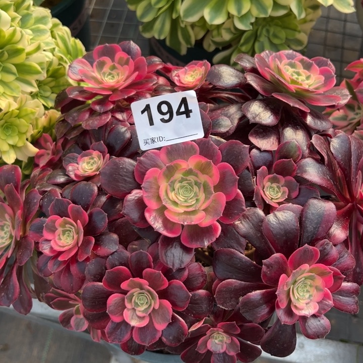 194凤冠25厘米左右