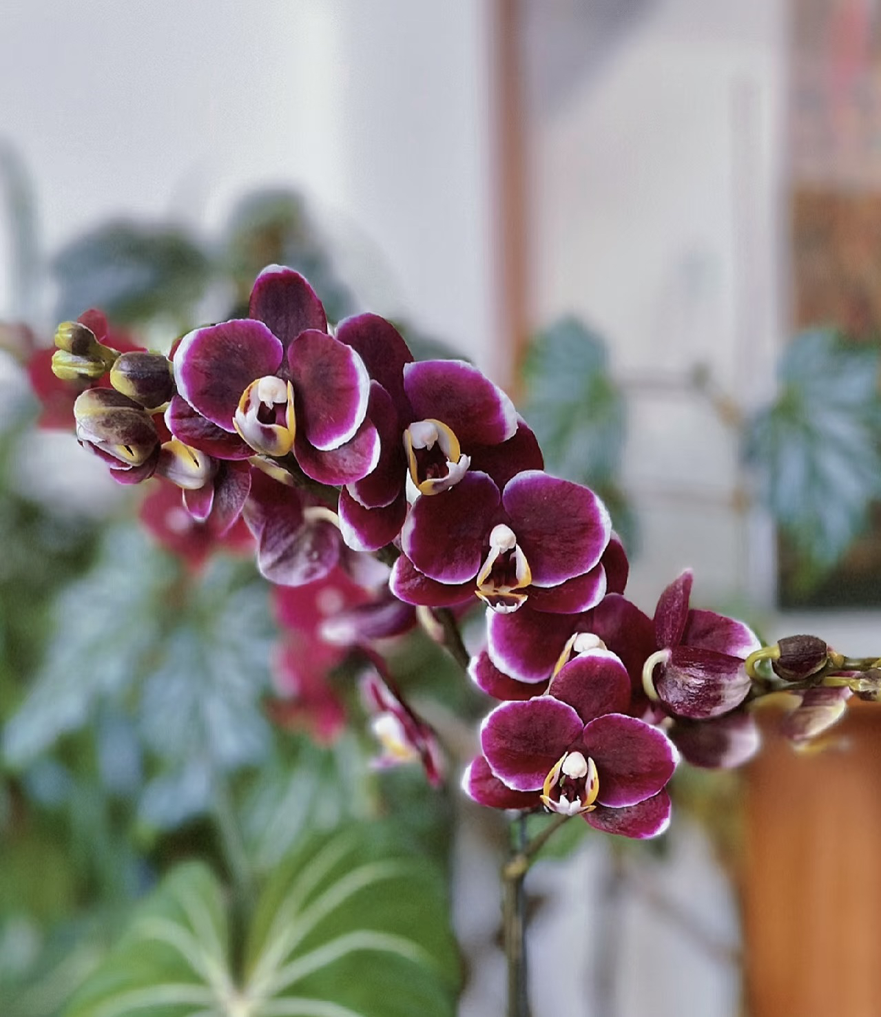 巧克力蝴蝶兰3.5加高成熟苗不带花不带花剑