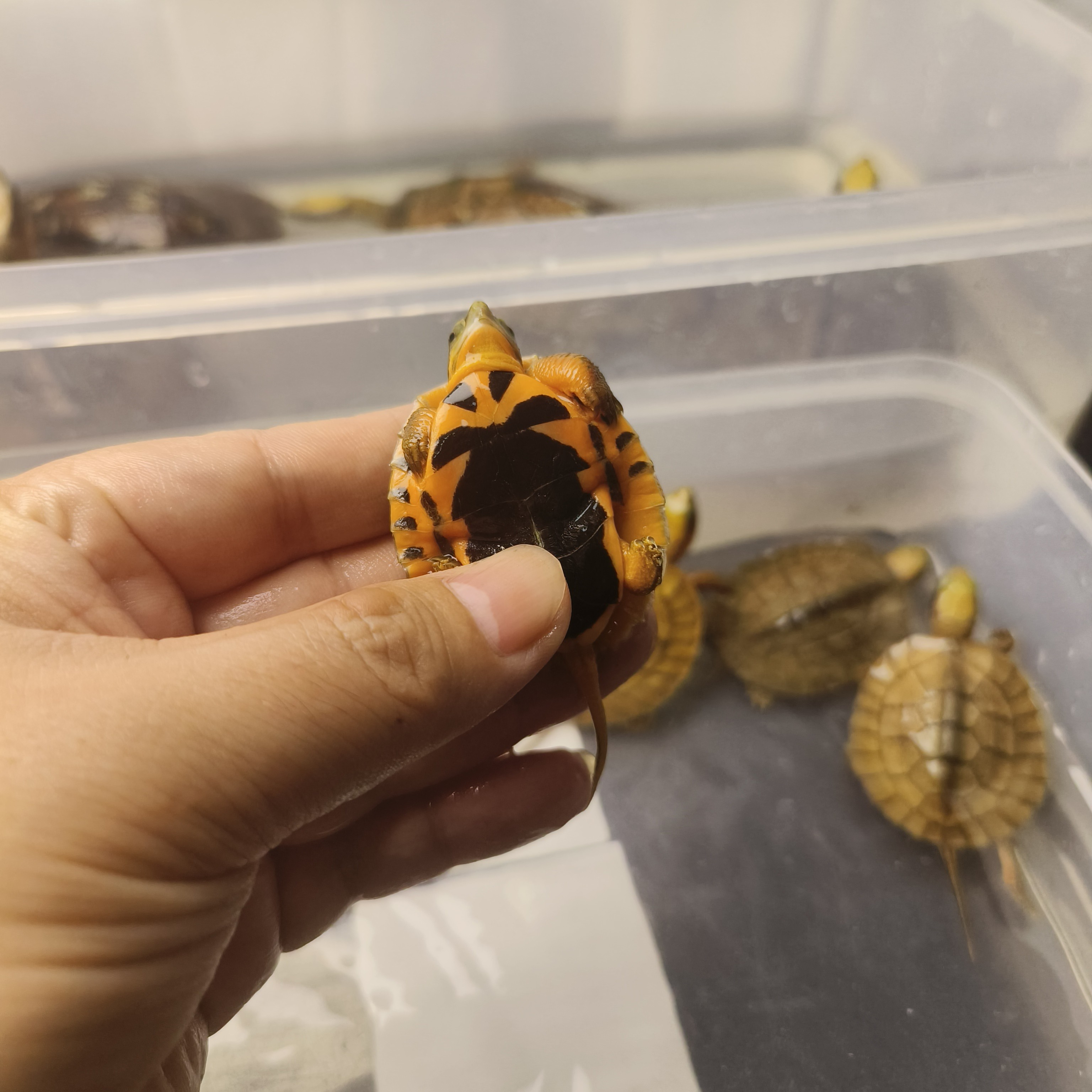 金钱龟全规格,广东土炮喜欢的私聊支持视频，现场挑选乌龟活龟