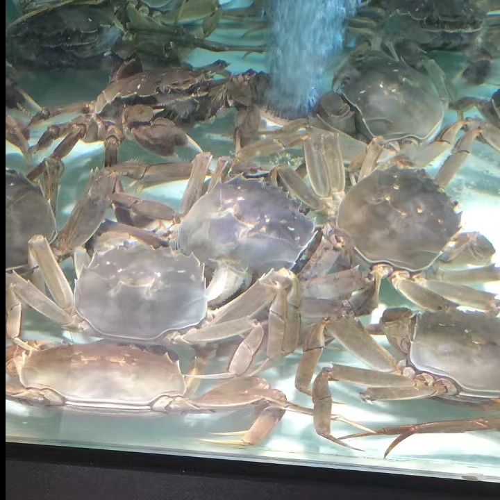 【活蟹】鲜活大闸蟹公蟹2.3～2.6两/只7.8元一只