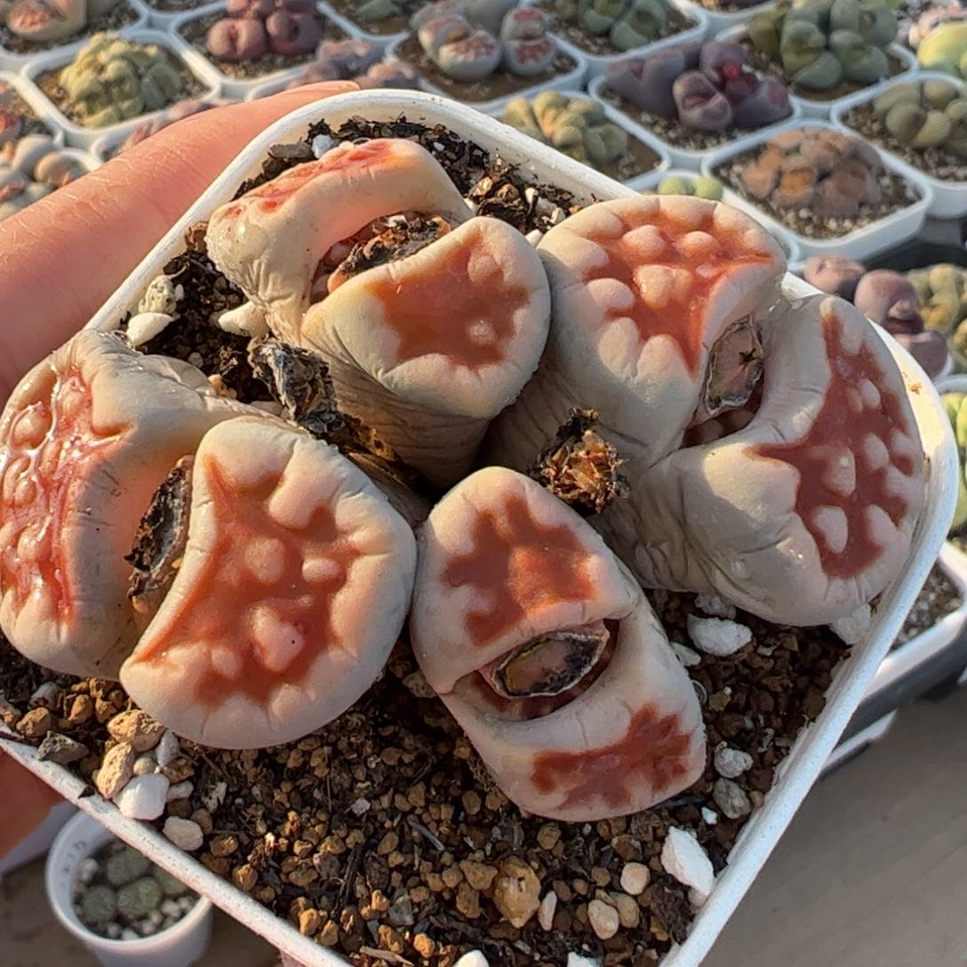 红窗玉群多肉植物组合