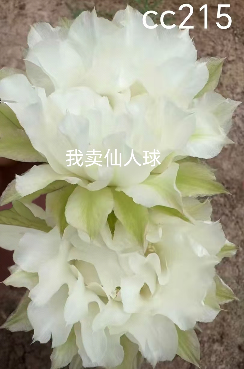 彩草cc215侧芽歪 满28包邮非偏远