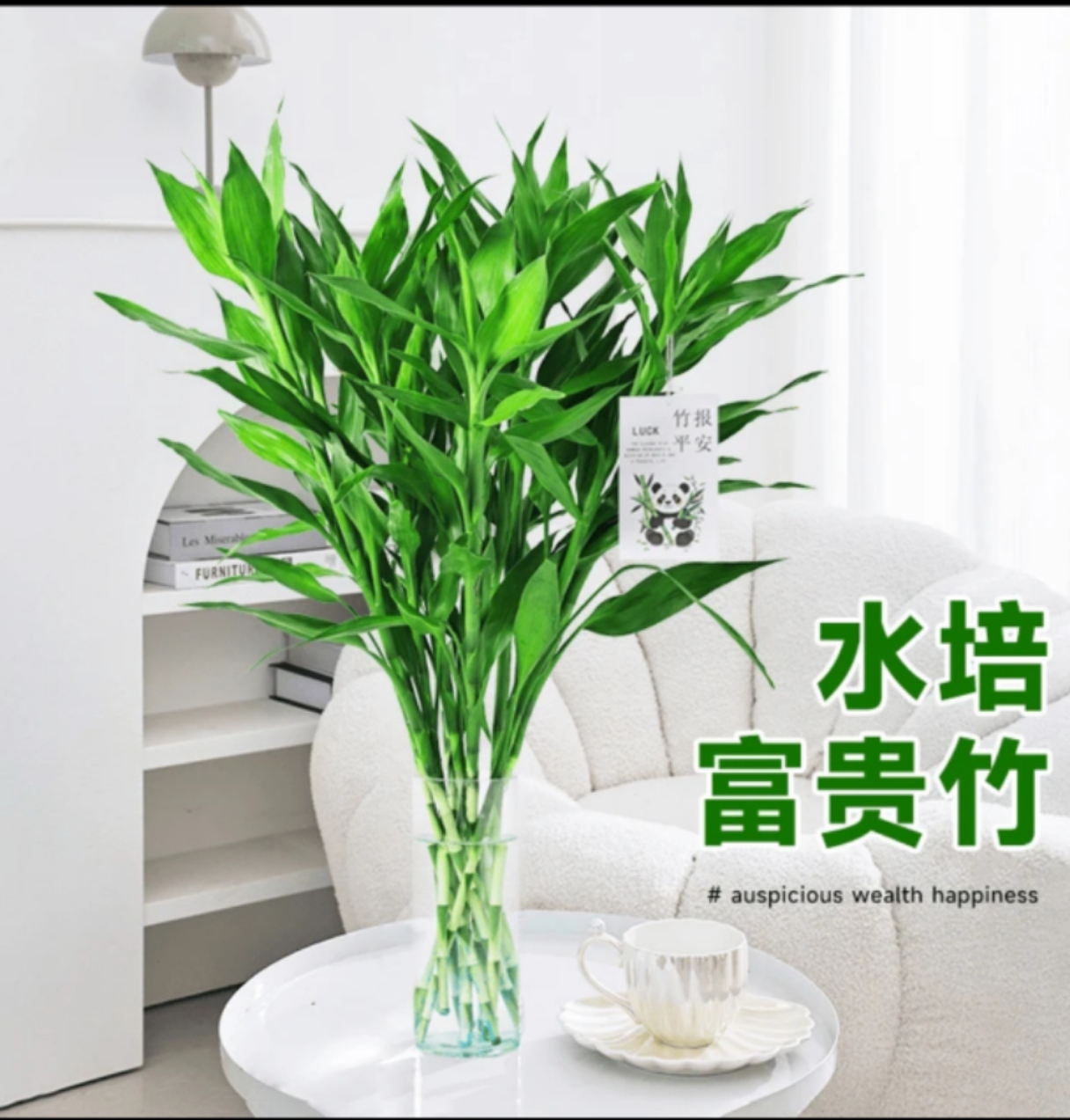 富贵竹鲜切水培绿植盆栽室内客厅好养净化空气招财旺宅四季常青