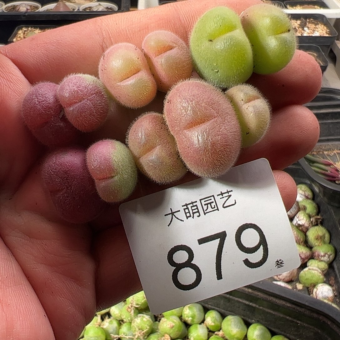 一物一拍。       879