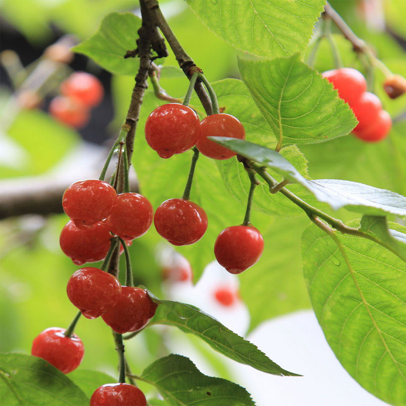 烟台大樱桃树苗 黄蜜水晶黄樱桃苗 嫁接樱桃苗南方北方种植果树苗