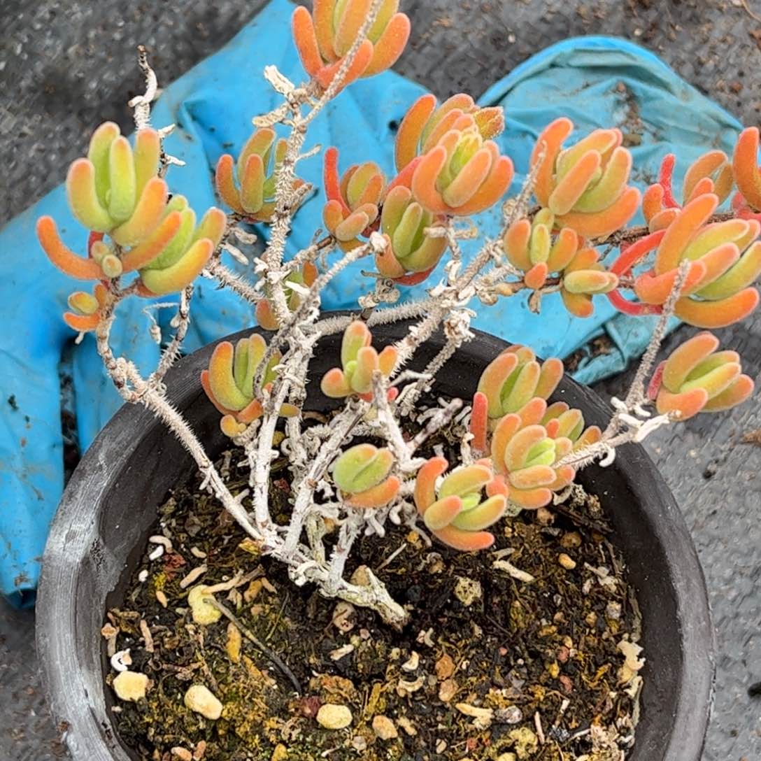 橙叶优选枝干番杏