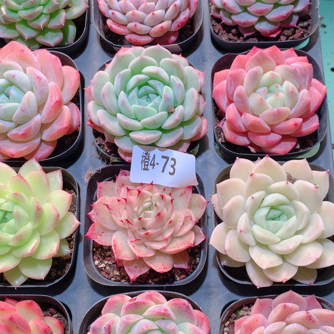 4-73一物一拍多肉带盆16颗