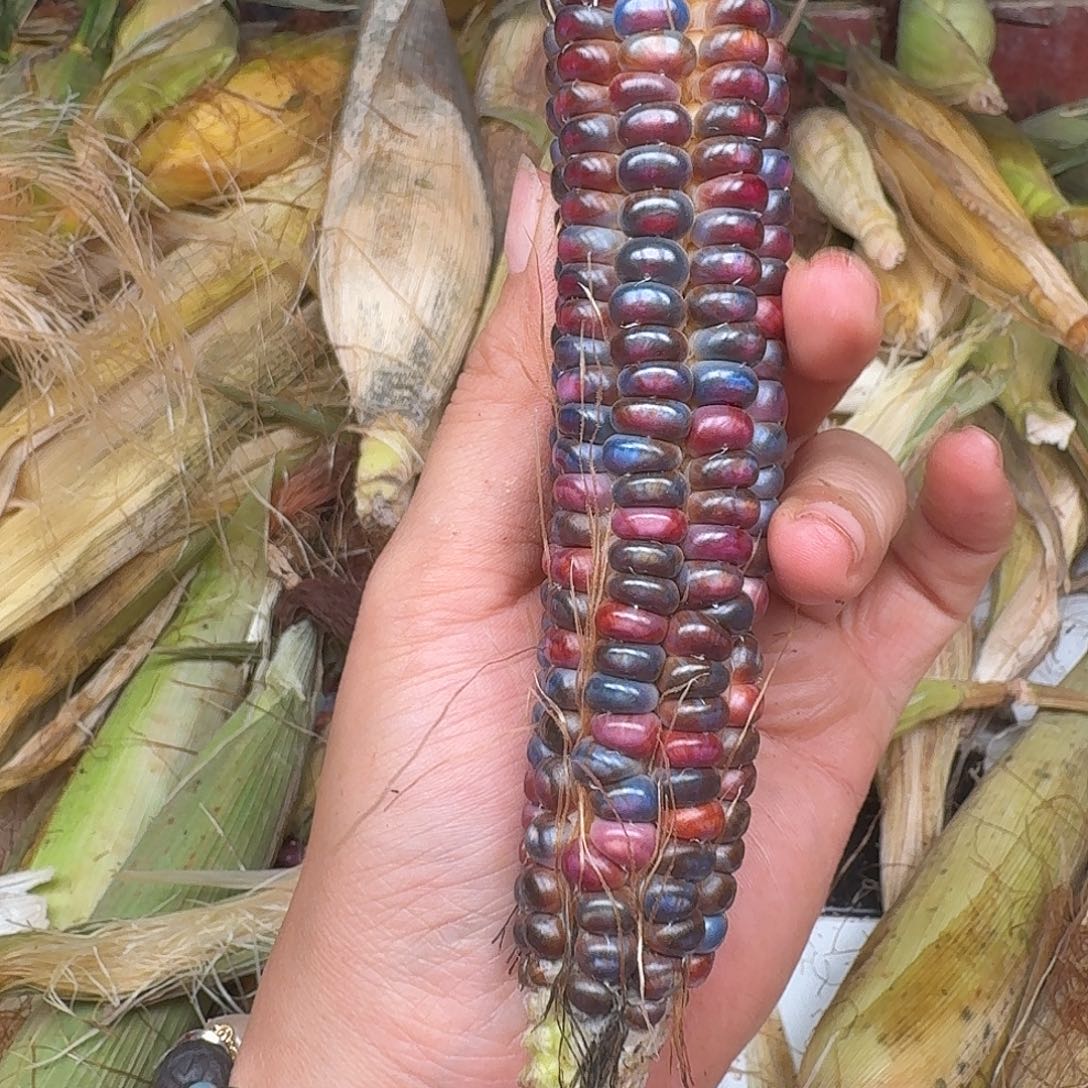 h***i柏香籽/百香籽吊坠