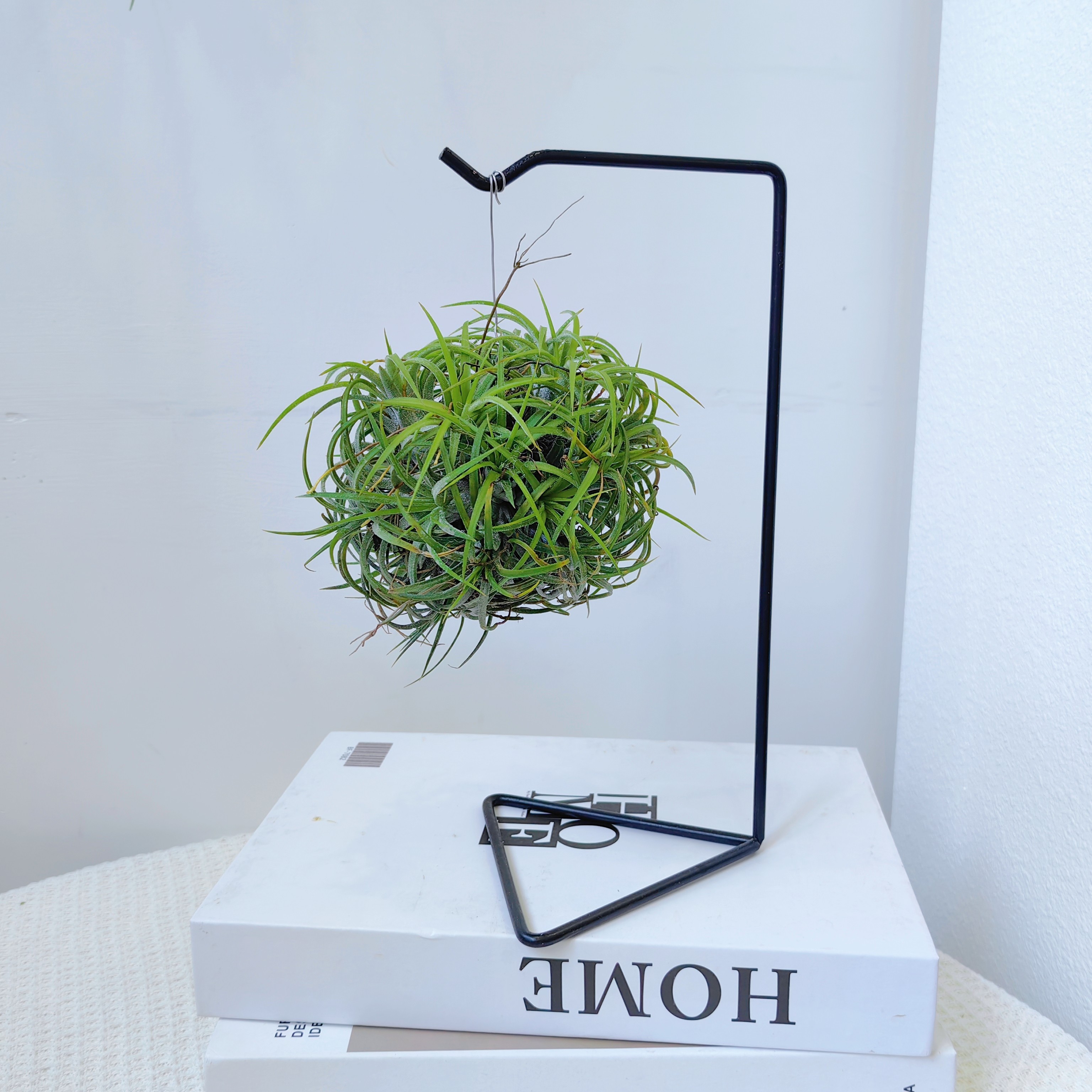 空气凤梨丘比特球形精灵群生+黑色几何支架 适合室内家居懒人绿植