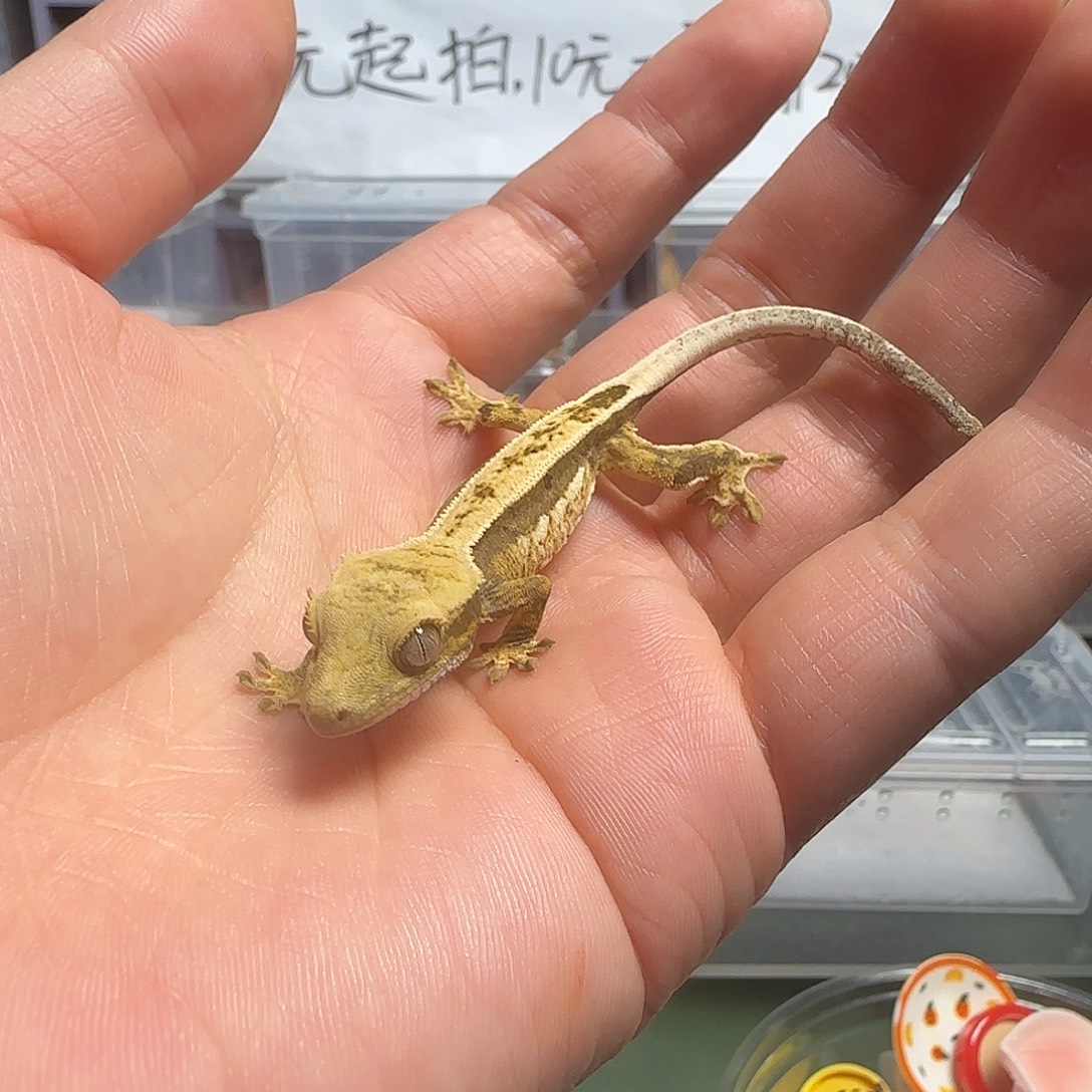 睫角守宫睫角守宫大幼