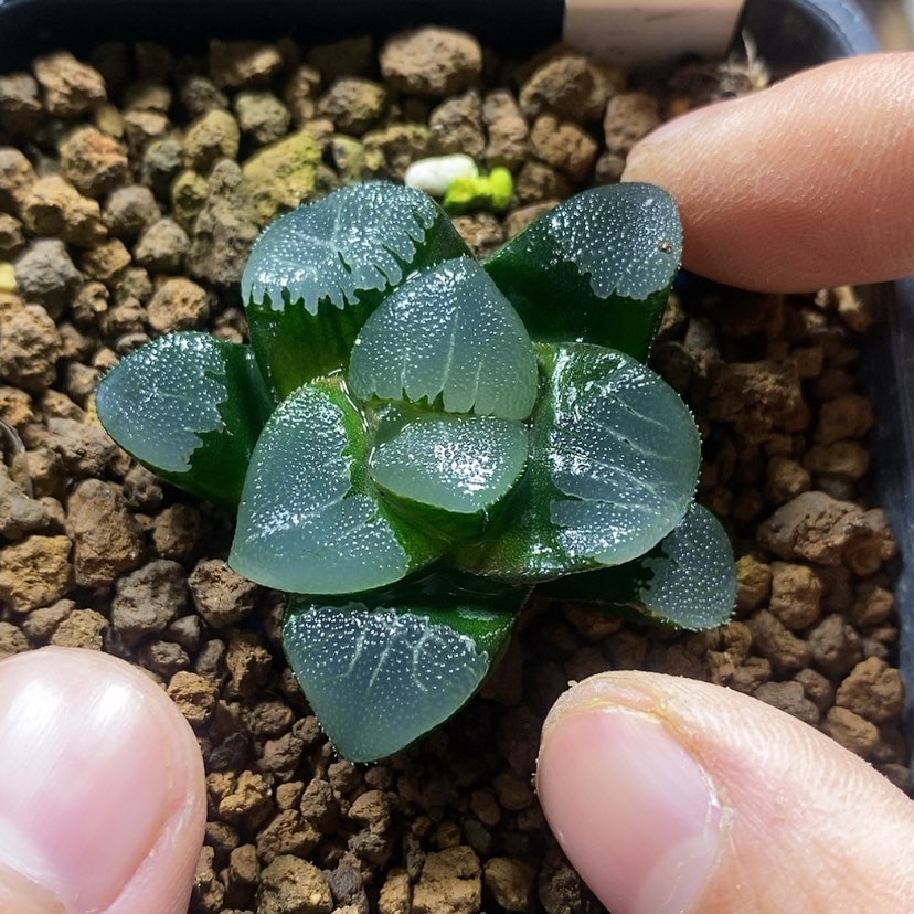 【闪购商品】128实生