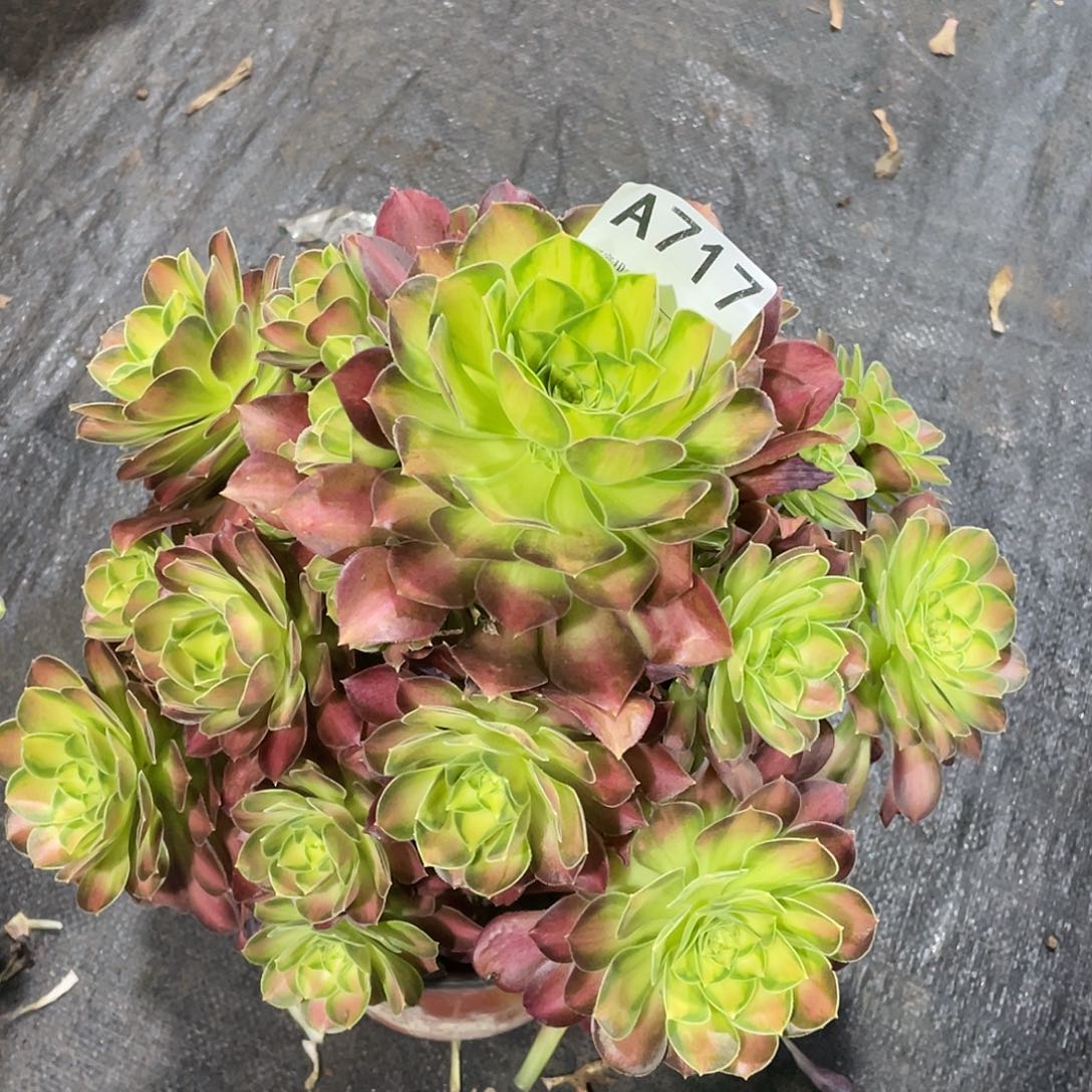 韶华多肉法师。 717