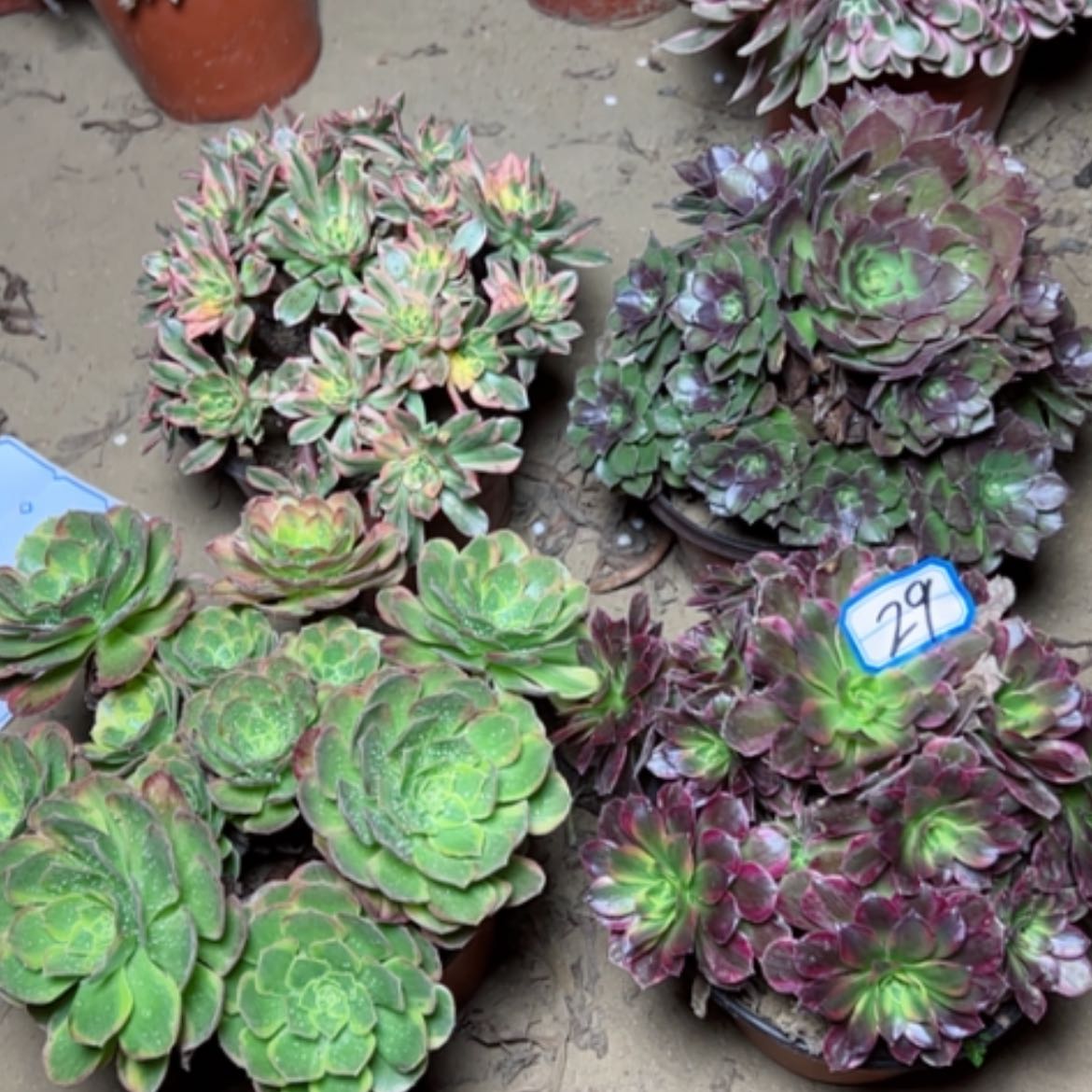 【闪购商品】断枝不包29