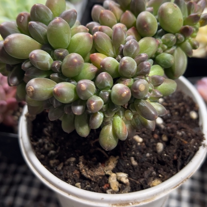 千代田缀多肉植物