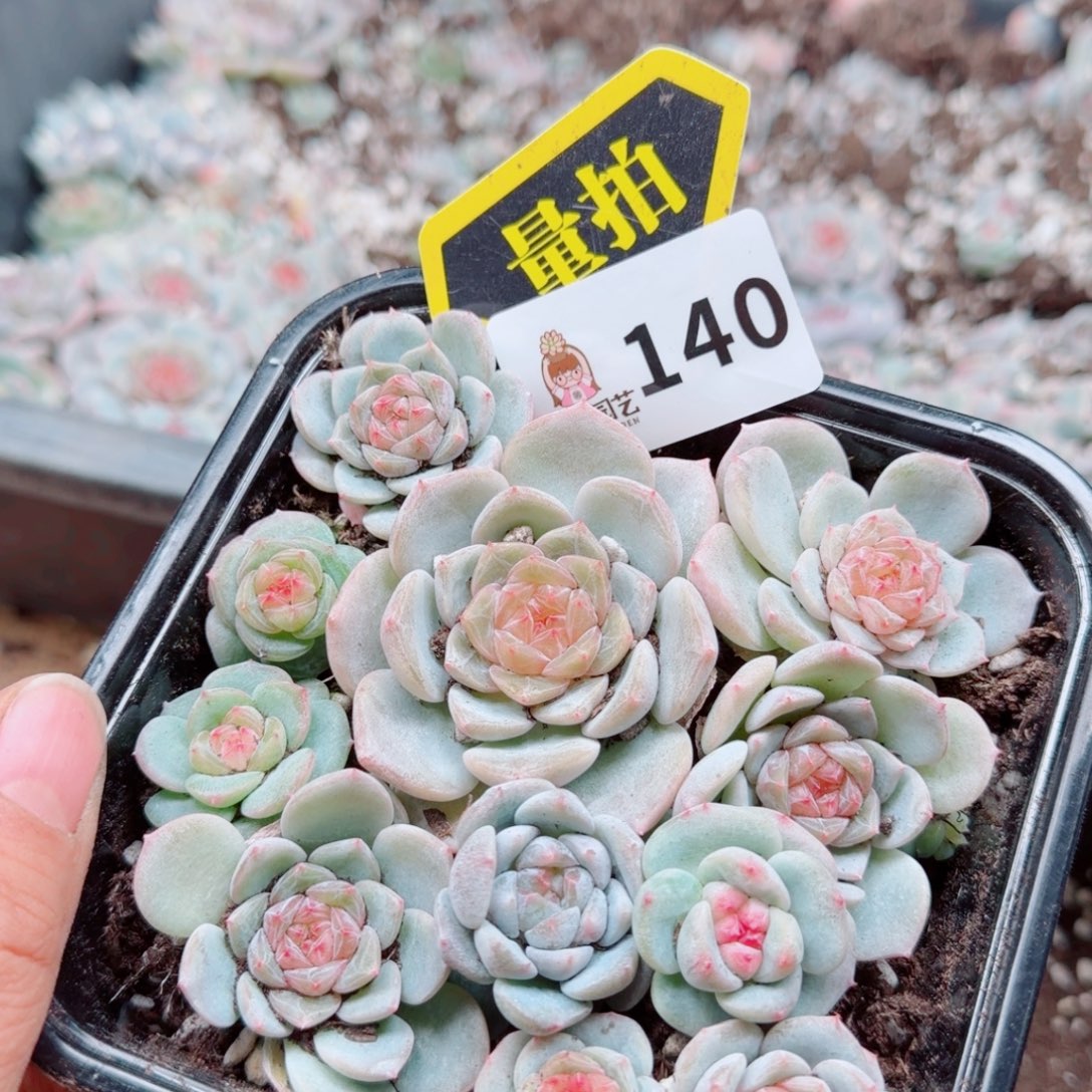 多肉植物多肉植物