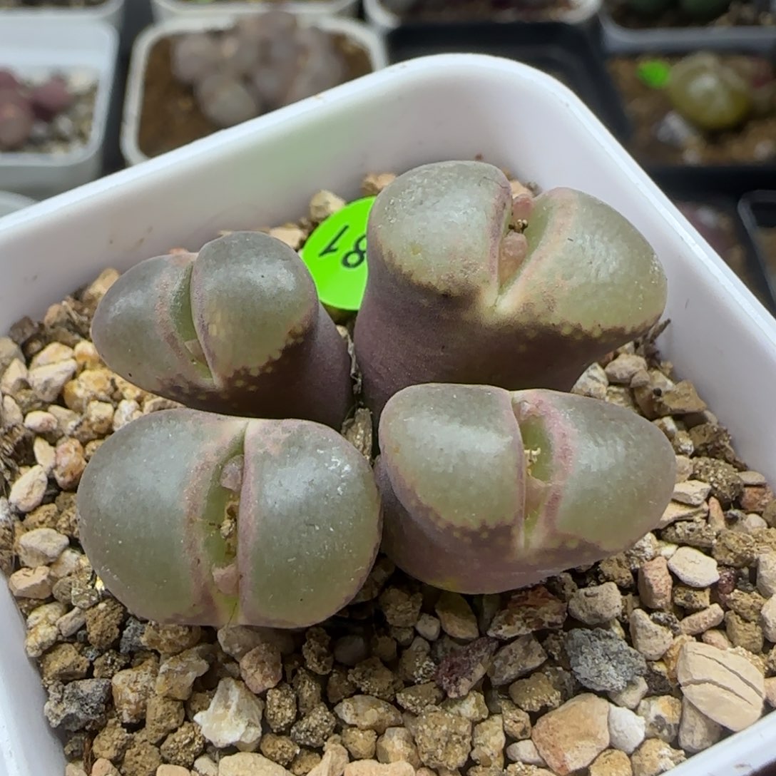 漂漂亮亮多肉植物681