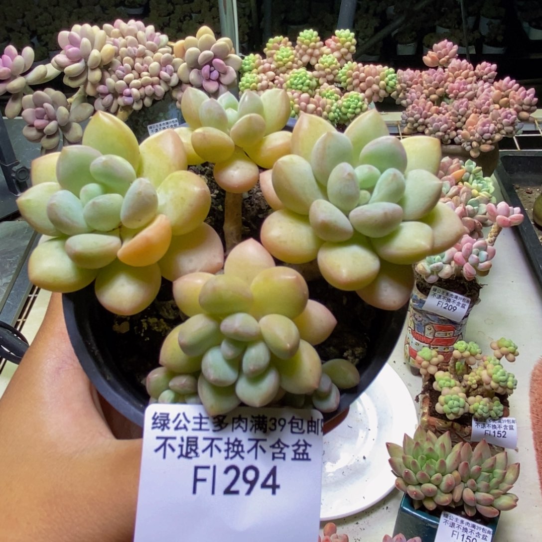 294萤火虫多肉7cm