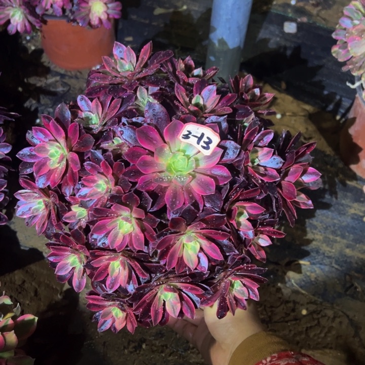 婚纱微瑕多肉植物3-13