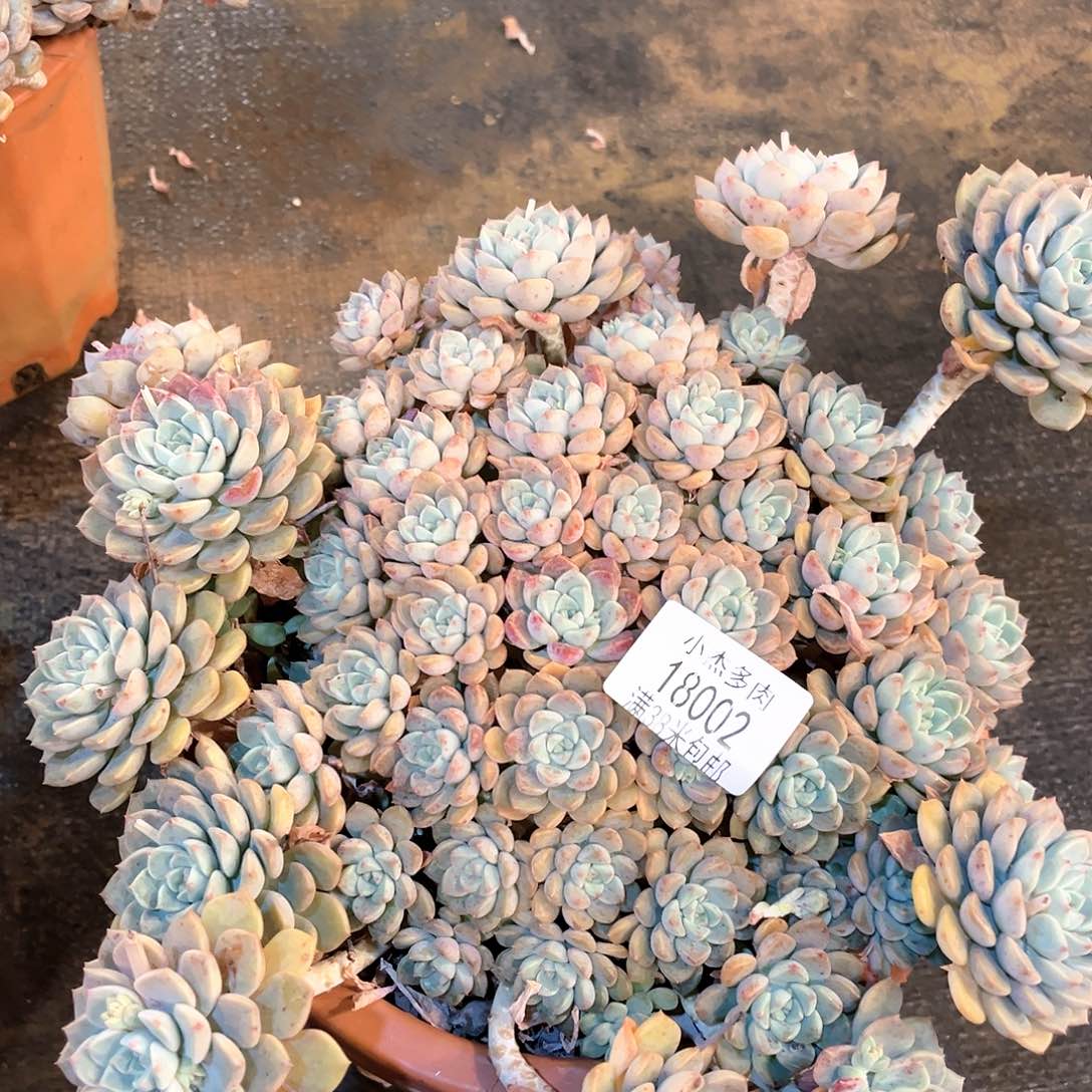 小杰粉布18002美