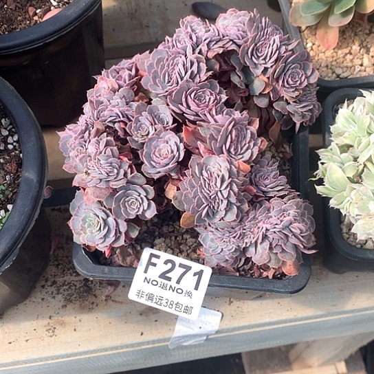 *****天赐缀化271 亏本处理7-8天发货