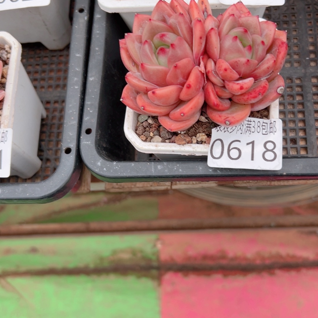 百***铺无花朵多肉一物一拍植物0618
