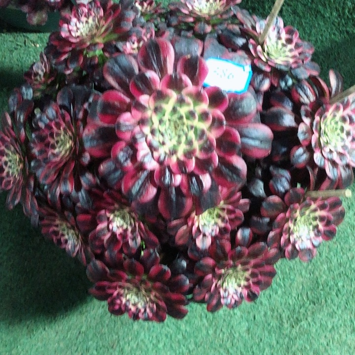 386黑体美姬多肉法师多肉