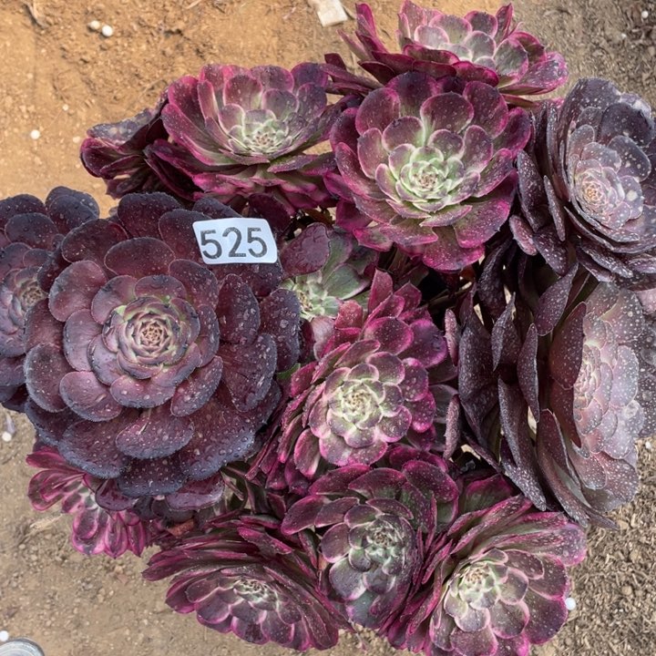 525多肉植物油彩画