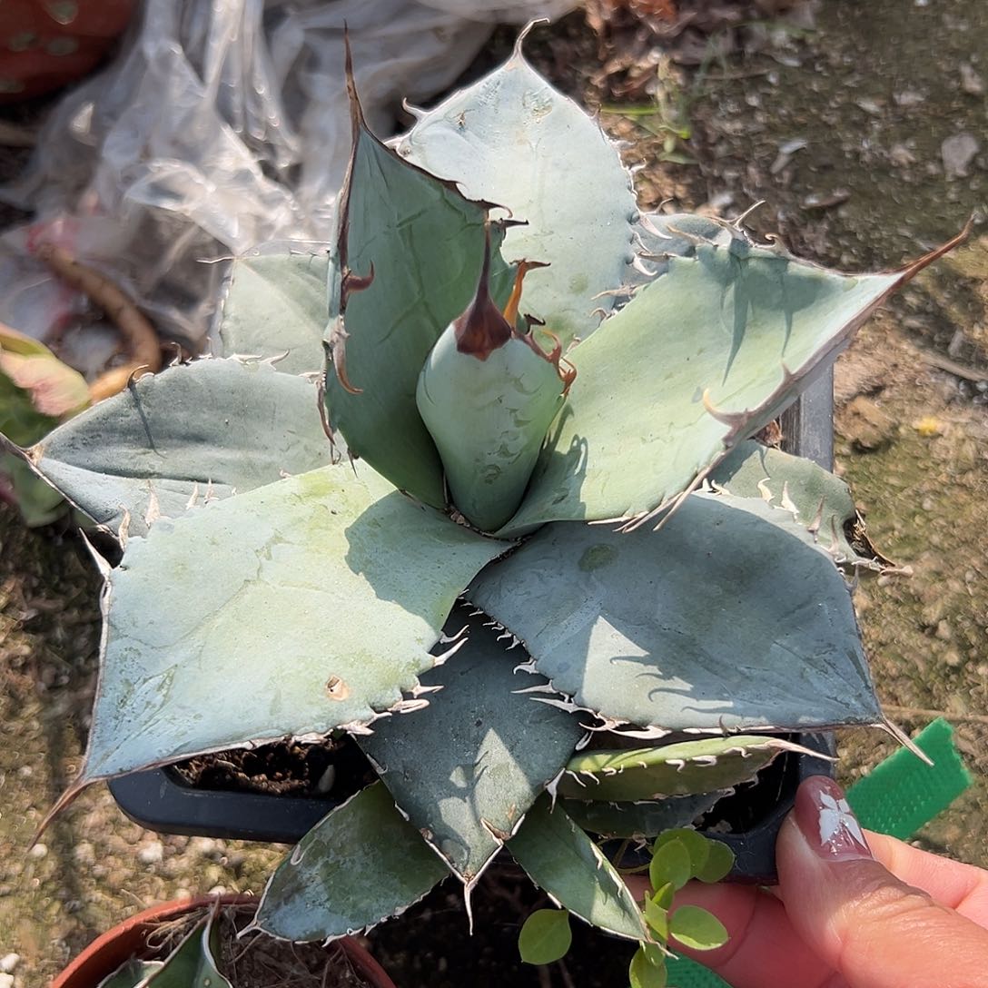 多肉植物多肉植物