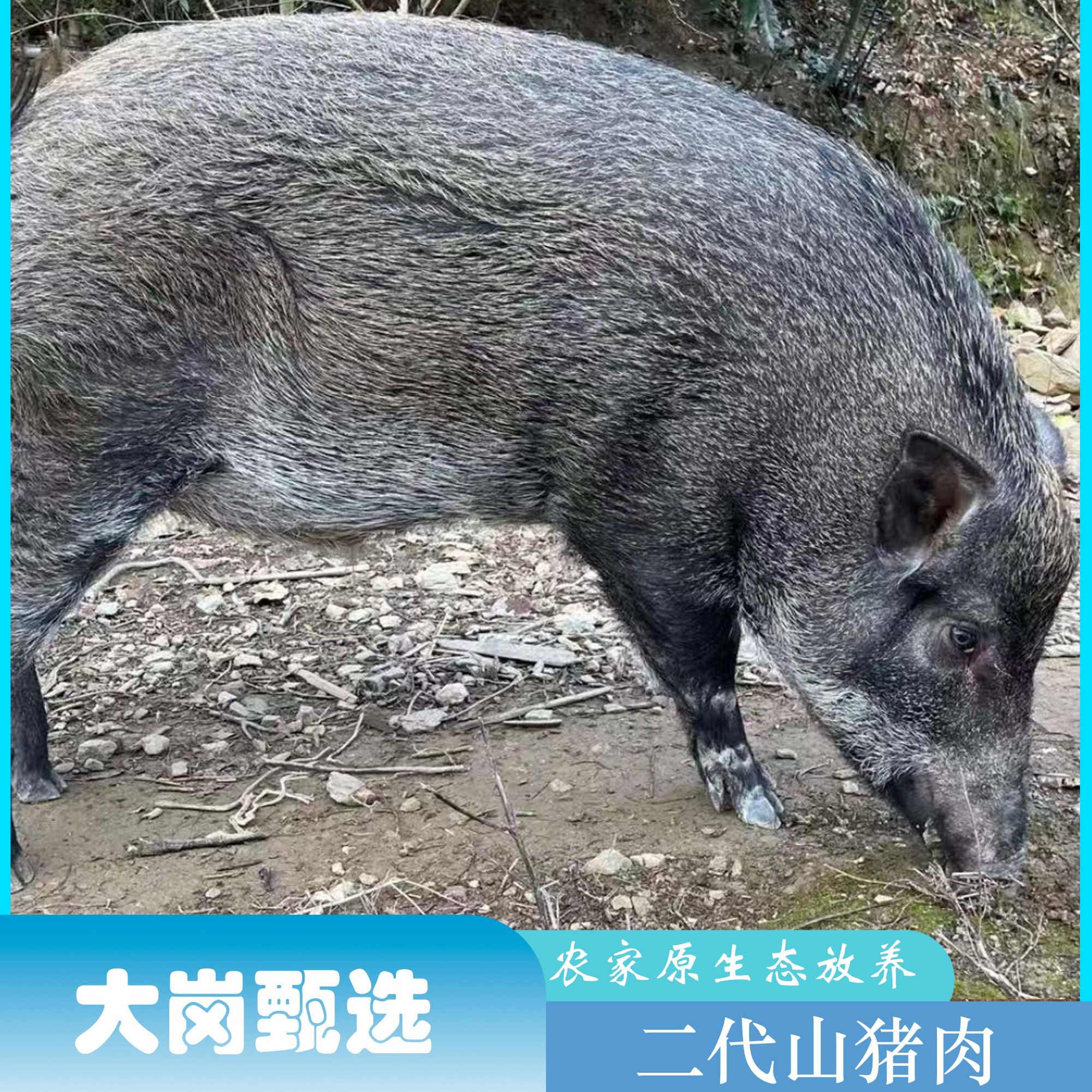 【山猪肉排骨带腩】5斤净重链接 顺丰冷链包邮 