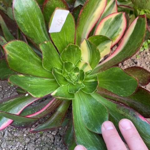 34魅影七彩满25包邮多肉