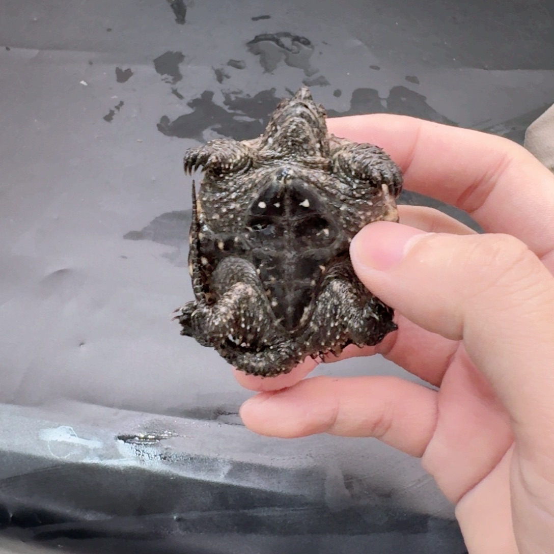 小鳄龟不分公母11