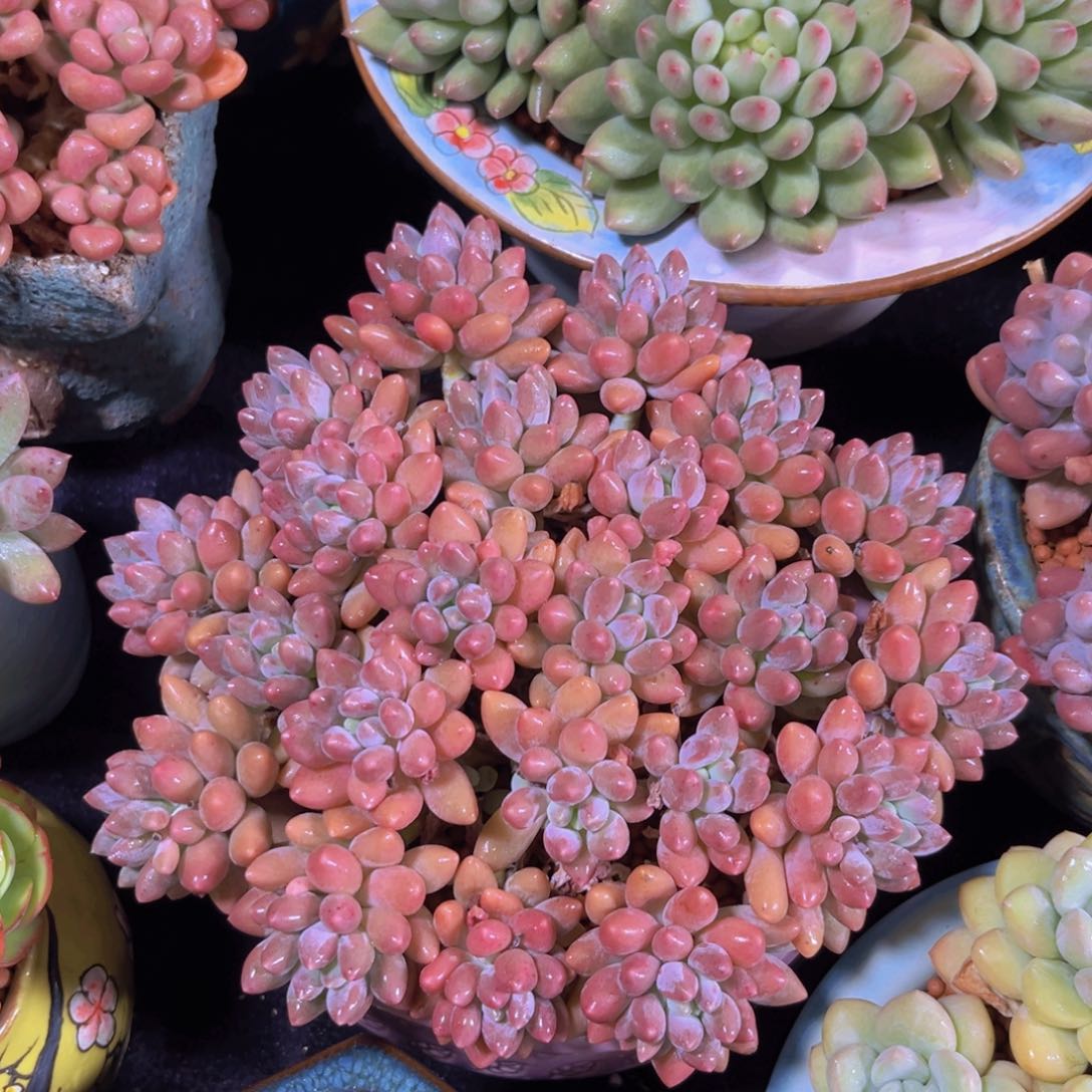 完全开放多肉植物星带路