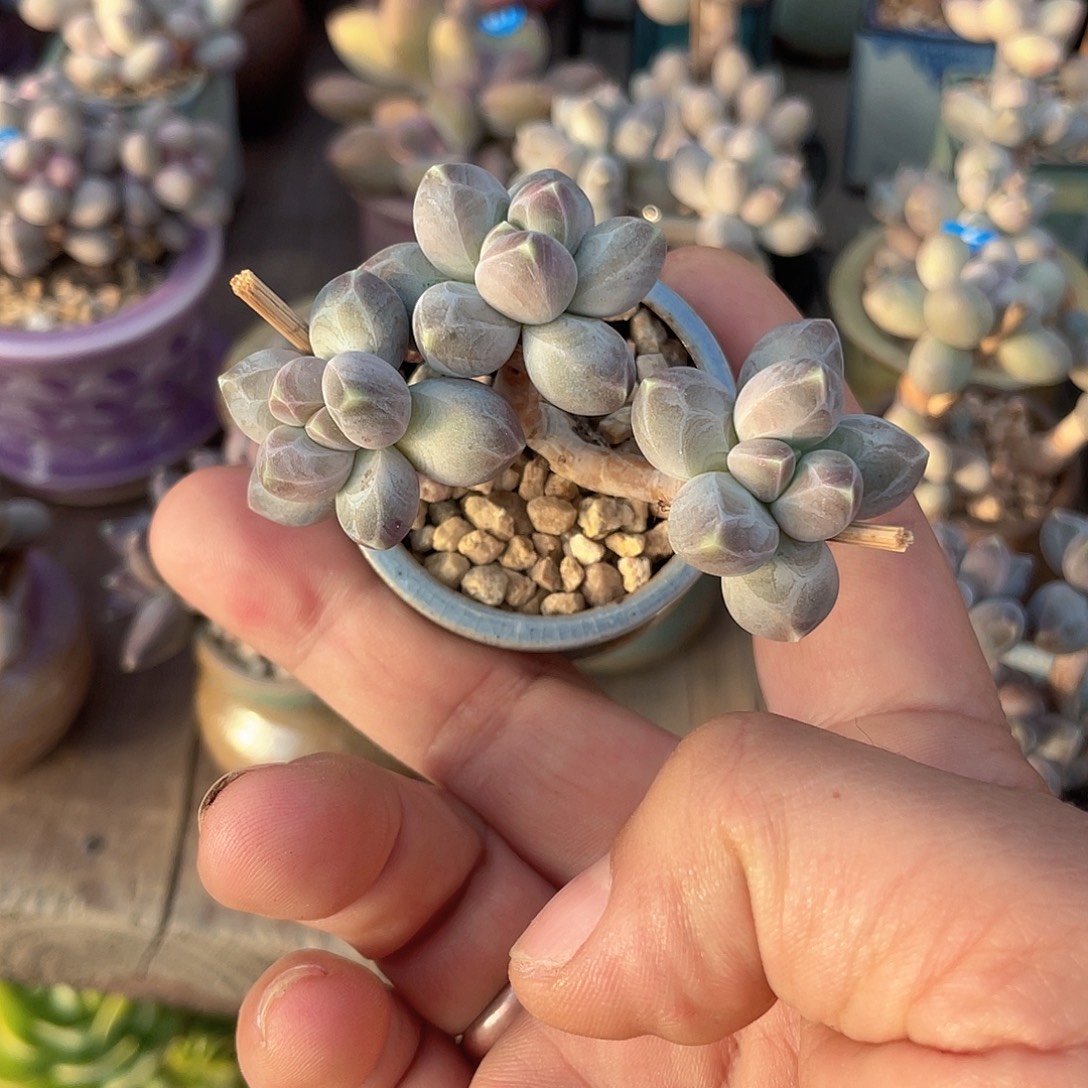 星空美人 脱土发 4口盆