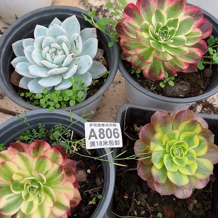 多肉法师淘宝福利