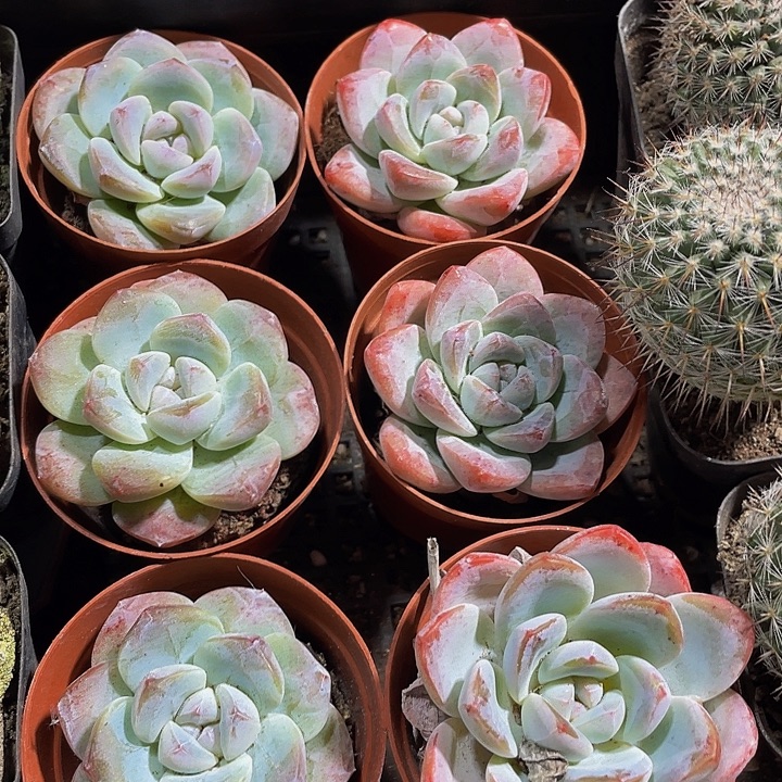 单头大冰玉带盆土发