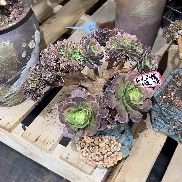 多肉白****黑奶白123456