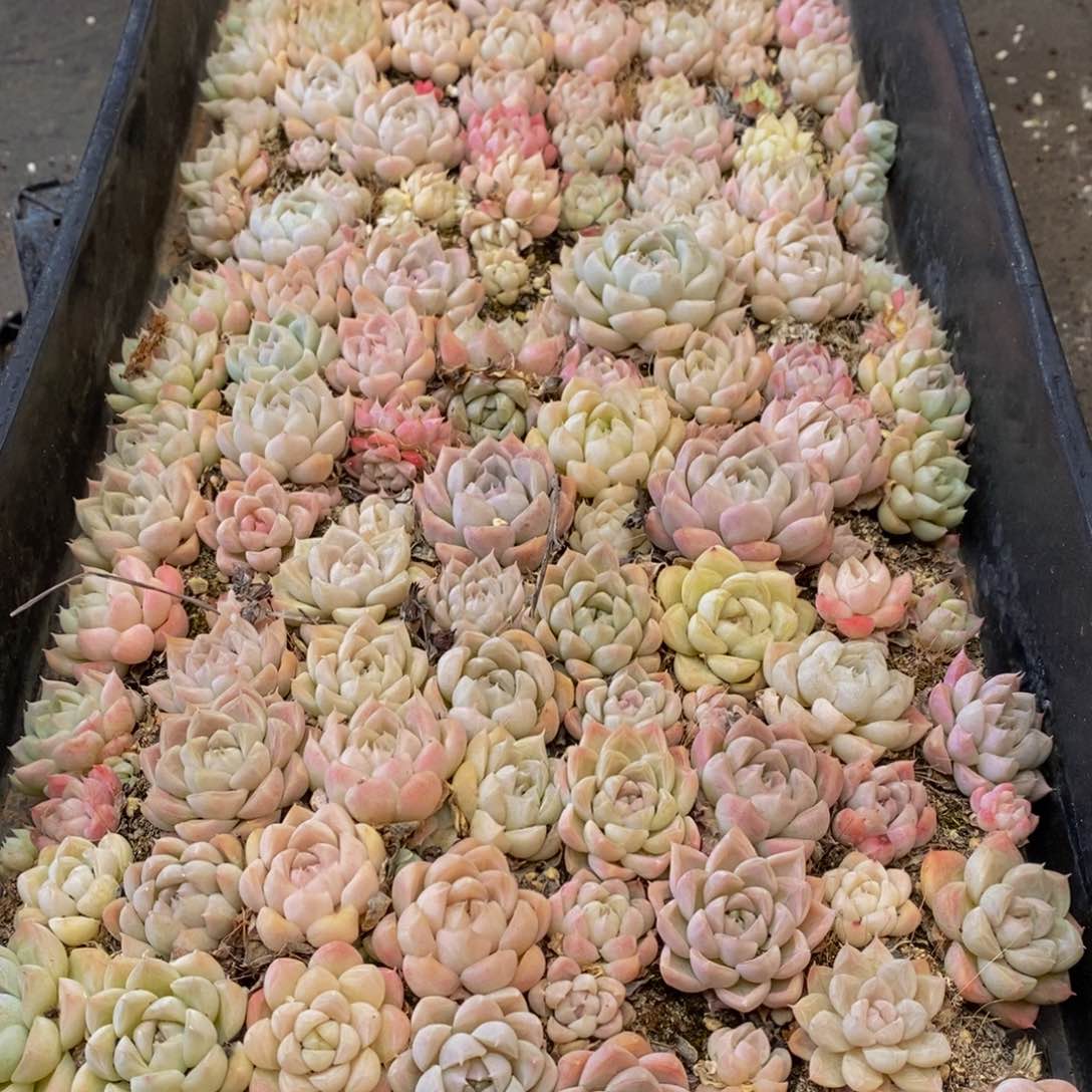 713多肉植物保护研究所所长的时候在