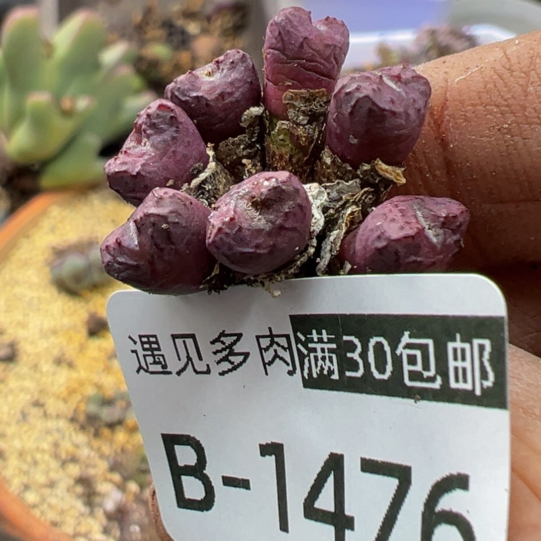 多肉植物111111111111111